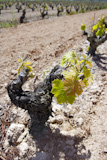 vineyard+first+spring+sprouts+in+row+field+in+Spain+for+wine+production