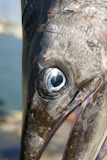 mediterranean+spearfish+billfish+head+tetrapturus+belone+marlin