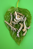 silkworms+eating+mulberry+leaf+closeup+nature+silk+worms