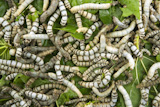 silkworms+eating+mulberry+leaf+closeup+nature+silk+worms+
