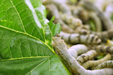 silkworms+eating+mulberry+leaf+closeup+nature+silk+worms