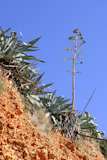 Agave+plant+in+Mediterranean+mountain+outdoor+