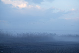 Foggy+moor+landscape+dark+blue+gray+with+canes++birds