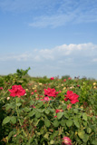 Agriculture+of+rose+ornamental+flowers+field+