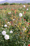Agriculture+of+rose+ornamental+flowers+field+