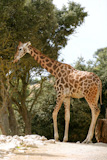 Giraffe+eating+stand+up+from+a+tree+profile+