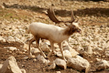 Beautiful+white+fallow+deer+on+a+rocky+