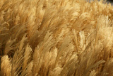 Golden+spikes+grass+crop+background++pattern
