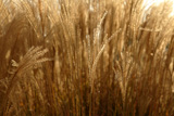 Golden+spikes+grass+crop+background++pattern