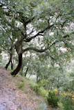 Cork+tress+forest+in+Espadan+Castellon+Spain%2C+background