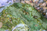 River+freshwater+snails+over+green+musk+stone