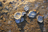 limpet+mollusk+oyster+port+coast+old+rock