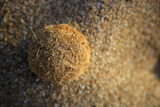 Posidonia+Oceanica++seaweed+brown+ball+on+beach+sand