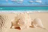 sea+shells+starfish+on+tropical+sand+turquoise+caribbean+summer+vacation+travel+icon