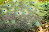 peacock+turkey+closed+tail+colorful+green+background+high+view