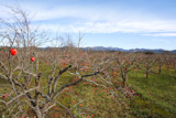 persimmon+fruits+on+trees++field+agriculture