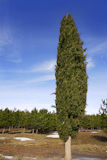 big+cypress+in+winter+pine+forest+background