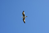 flying+seagull+sea+bird+view+from+below+blue+sky+background++