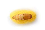chrysalis+silkworm+up+over+silk+worm+cocoon