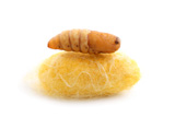 chrysalis+silkworm+up+over+silk+worm+cocoon