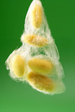 yellow+silkworm+cocoon+over+green+on+silk+worm+net