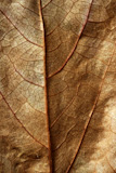 Close+up+of+a+leaf%2C+gloden+brown+in+autumn.+Seasonal+macro+studio+crop+shot