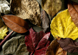 Still+of+autumn+leaves%2C+dark+wood+background%2C+fall+classic+images