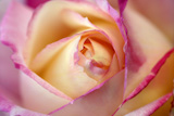 Colorful+rose+flower+macro+at+the+garden%2C+outdoors