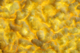corn+yellow+cracker+biscuit+texture%2C+transparent+light%2C+food+background