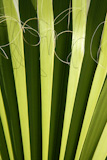 Palm+leaf+detail+with+curling+fiber%2C+texture+background