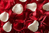Red+rose+petals+texture+background%2C+transparent+flowers