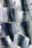 Sardine+fish+raw+fillet+skin+texture+on+the+marketplace