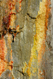 Stone+moss+texture+in+golden%2C+red%2C+yellow+and+orange+vivid+colors