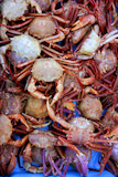 Crab+texture%2C+seafood+background+with+many+mediterranean+crabs