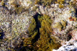Algae%2C+seaweed+marine+coastline+background%2C+Mediterranean+sea