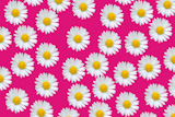 Colorful+pattern+background+with+daisy+flowers+over+pink