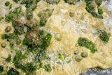 Algae+from+Mediterranean%2C+green+seaweed+in+the+coastline+water