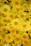 Background+yellow+daisy+many+natural+flowers+pattern