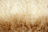 Lamb+wool+macro+texture+closeup+in+cream+color+fur