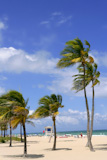 Fort+Lauderdale+Florida+tropical+beach+with+palm+trees+over+blue+sky