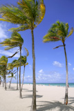 Fort+Lauderdale+Florida+tropical+beach+with+palm+trees+over+blue+sky