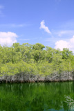 Florida+Keys+mangroove+detail+green+water+blue+sky