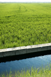 Rice+field+green+meadow+in+Spain+irrigation+canal+ditch