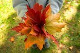 A+child%27s+collected+bouquet+of+autumn+leaves.