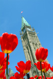 Canada%27s+Peace+Tower%2C+during+Tulip+Festival.