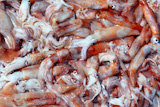 Totena+squid+Ommastrephes+sagittatus+seafood+catch+market