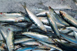 Sardine+fish+seafood+on+ice+sea+market+fresh+catch