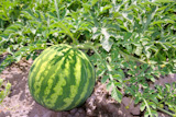 agriculture+watermelon+field+big+fruit+summer+water+melon
