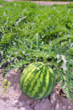 agriculture+watermelon+field+big+fruit+summer+water+melon