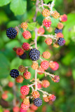 blackberry+berries+fruits+branch+in+plant+selective+focus